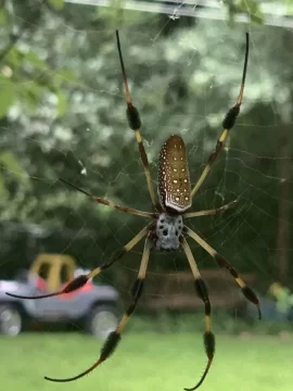 [Hearth.com] Large Spiders making a home in my wood shed