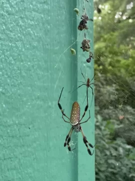 [Hearth.com] Large Spiders making a home in my wood shed