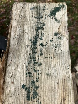 Greenish mildew/mold on firewood