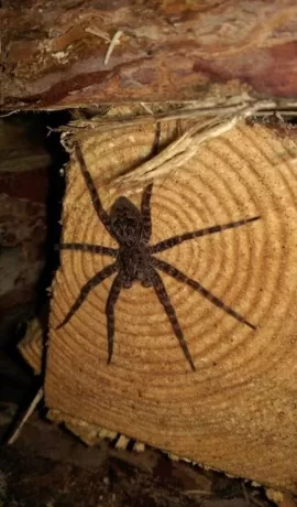 [Hearth.com] Large Spiders making a home in my wood shed