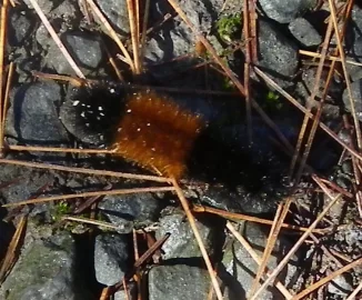 [Hearth.com] WOOLLY BEAR CATERPILLARS AND WEATHER PREDICTION