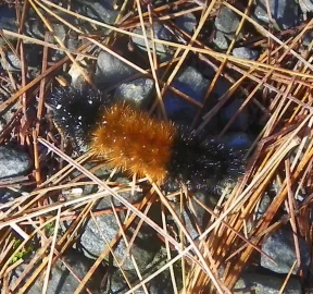 [Hearth.com] WOOLLY BEAR CATERPILLARS AND WEATHER PREDICTION