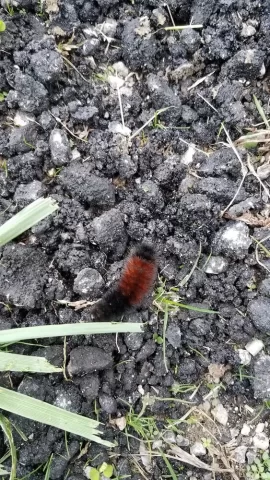 [Hearth.com] WOOLLY BEAR CATERPILLARS AND WEATHER PREDICTION