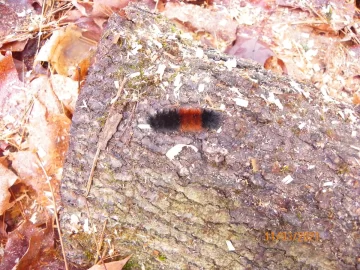 [Hearth.com] WOOLLY BEAR CATERPILLARS AND WEATHER PREDICTION