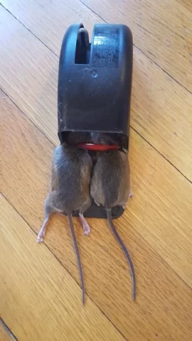 [Hearth.com] Mice