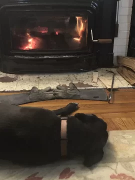 [Hearth.com] Puppies and stoves