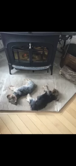 [Hearth.com] Puppies and stoves