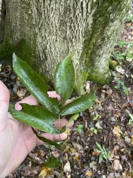 [Hearth.com] Dead trees, how long is the wood good?