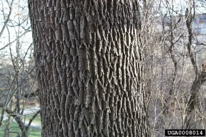 [Hearth.com] any body have any idea what kind of wood this is