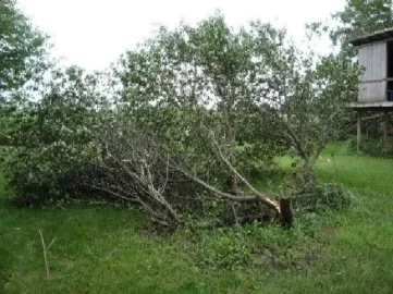 [Hearth.com] Storm damage/firewood!