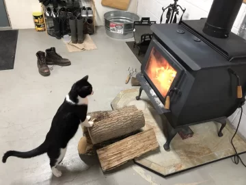 [Hearth.com] Cat vs woodstove