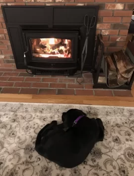 [Hearth.com] Your stove and your dog(s)