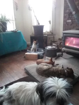 [Hearth.com] Your stove and your dog(s)