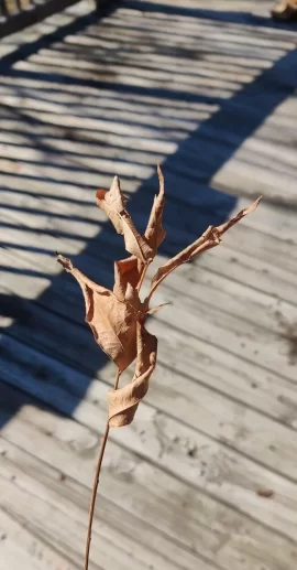 [Hearth.com] Know what kind of tree/wood this is?