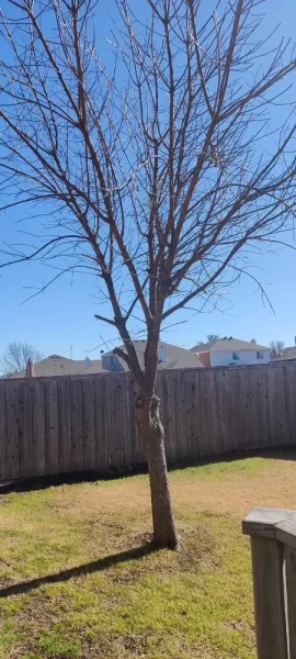 [Hearth.com] Know what kind of tree/wood this is?