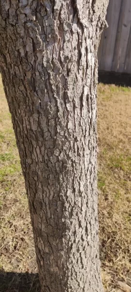 [Hearth.com] Know what kind of tree/wood this is?