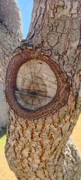 [Hearth.com] Know what kind of tree/wood this is?