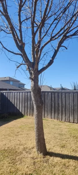 [Hearth.com] Know what kind of tree/wood this is?