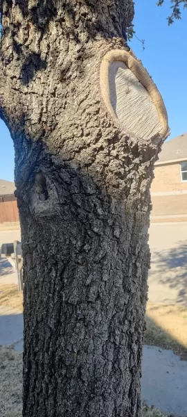 [Hearth.com] Know what kind of tree/wood this is?