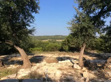 [Hearth.com] Know what kind of tree/wood this is?