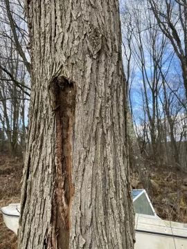 [Hearth.com] Tree ID and think it’s burn worthy?