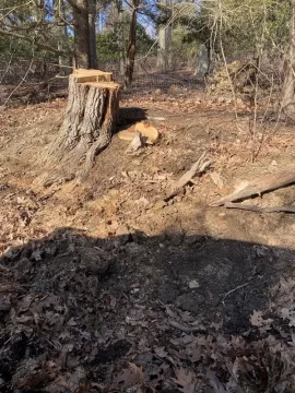 [Hearth.com] Tree ID and think it’s burn worthy?