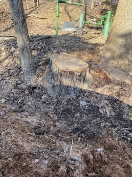 [Hearth.com] Tree ID and think it’s burn worthy?