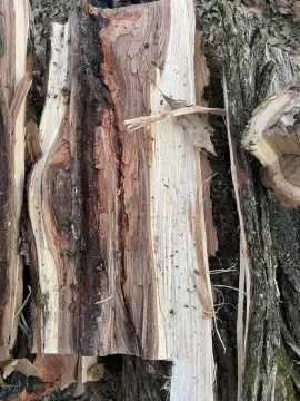 [Hearth.com] Tree ID and think it’s burn worthy?