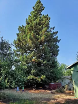 [Hearth.com] Removing my 6'7" coastal redwood yard tree