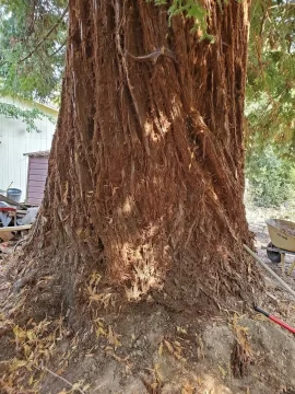 [Hearth.com] Removing my 6'7" coastal redwood yard tree