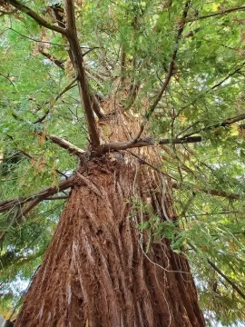 [Hearth.com] Removing my 6'7" coastal redwood yard tree