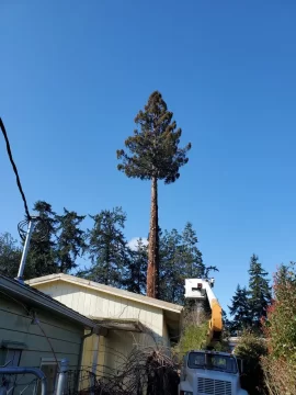 [Hearth.com] Removing my 6'7" coastal redwood yard tree