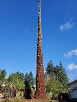 [Hearth.com] Removing my 6'7" coastal redwood yard tree