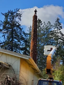 [Hearth.com] Removing my 6'7" coastal redwood yard tree