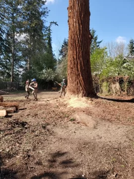 [Hearth.com] Removing my 6'7" coastal redwood yard tree