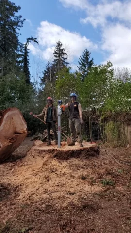 [Hearth.com] Removing my 6'7" coastal redwood yard tree