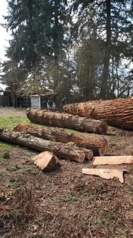 [Hearth.com] Removing my 6'7" coastal redwood yard tree