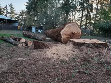 [Hearth.com] Removing my 6'7" coastal redwood yard tree