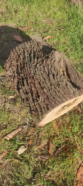 [Hearth.com] Some kind of Oak maybe?(Wood ID)