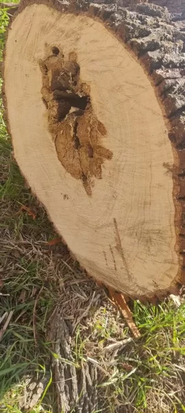 [Hearth.com] Some kind of Oak maybe?(Wood ID)