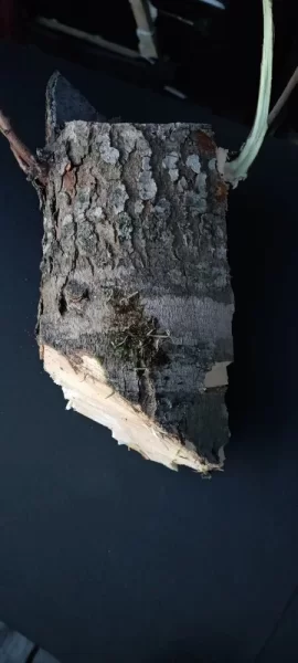 [Hearth.com] Know what kind of tree/wood this is?