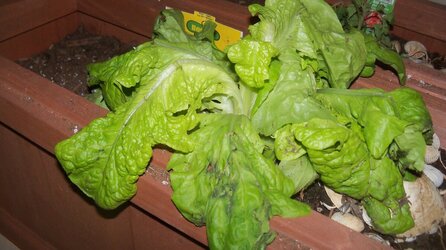 Lettuce and mint and tomato plants 001.JPG