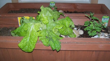 Lettuce and mint and tomato plants 002.JPG