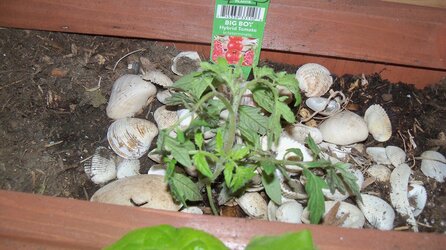 Lettuce and mint and tomato plants 003.JPG