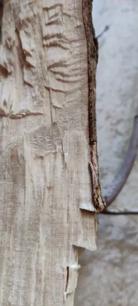 [Hearth.com] Know what kind of tree/wood this is?