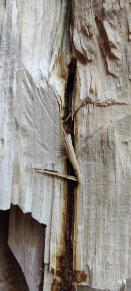 [Hearth.com] Know what kind of tree/wood this is?