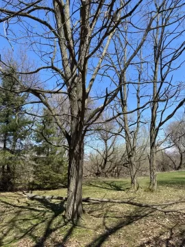 [Hearth.com] Black locust or honey locust