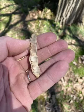 [Hearth.com] Black locust or honey locust