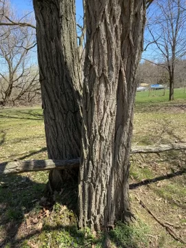 [Hearth.com] Black locust or honey locust