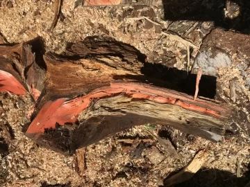 [Hearth.com] Red streak in white pine